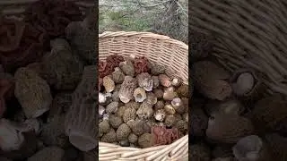 Сморчковая шапочка 2023