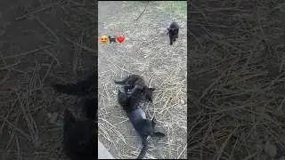 Three little kittens❤️❤️❤️🐈‍⬛ #animals #pets #funnyvideo #cat#kitten