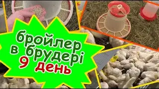 Вирощуємо курчат в брудері!