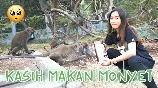NGASIH MAKAN MONYET-MONYET YANG LAPAR:(