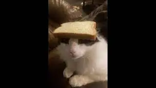 discord audio silly cat idk