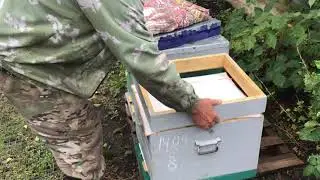 осеняя обработка пчелы противовирусным препаратом 2022г.