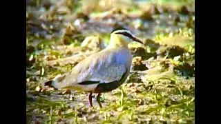 Sociable Lapwing at Kirkby on Bain, Lincs, May, 1993