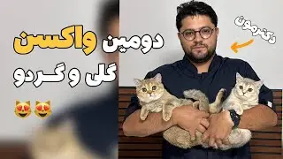 تجربه دومین واکسن گربه هامون 😻💉 | پنگولستان