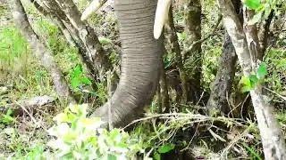 Elephant family pruning bushes