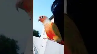 Sweetest #bird #petcare #viralvideos