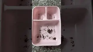 Packing School Lunch *ONLY EGGS* 