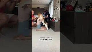 LIFE HACK: How to vaccinate a dog