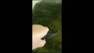 Александров Гай. Бестер, сазан, щука, толстолобик🐠🐋🐟
