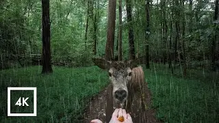 Relaxing Lush Forest Thunderstorm, Walking in the Rain ASMR, Nature Sounds for Sleep
