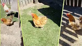 КУРЁХИ🐔🐓Месяц спустя после трагедии.