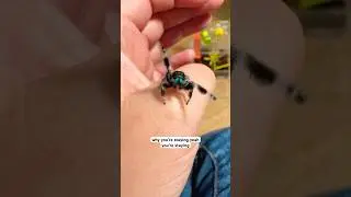 Do Jumping Spiders Make Good Pets?