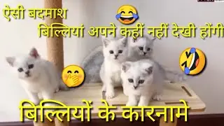 बिल्लियों के ऐसे कारनामे आपने नही देखे होंगे ! बिल्ली कार्टून! बिल्ली बिल्ली 