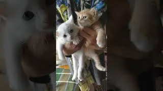Cutest Kittens you'll ever see 💞🐈 #kittens #cat #cute #cutekitty