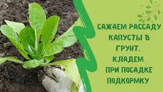 ✍🌱Сажаем рассаду капусты в грунт. Кладем при посадке подкормку