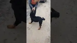 Ротвейлер Ирма из Астрахани.