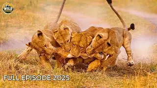African Lions | When the Kings Face Death | Animal Documentary