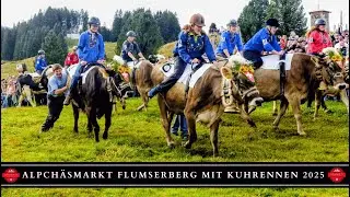 Cow Grand Prix Flumserberg 2025 | Spectacular cow race at the Alpine Cheese Market!