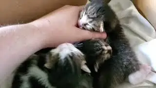 Larval Cats