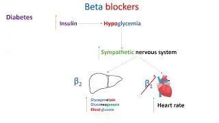 Beta blockers - Part 6 - in Arabic
