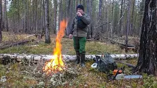 Wood grouse under the dog. Bear 