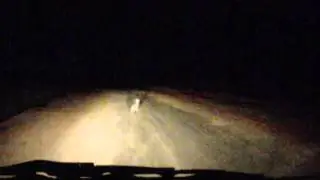 Заяц в свете фар