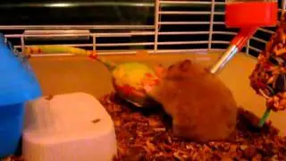 Cute hamster drinking from water bottle