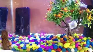 Aquarium Designs And Fish🐠🐋🐟#fish #fishing #