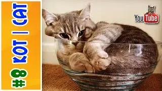 #8 КОТ | CAT