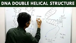 DNA Double Helical Structure