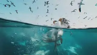 Wild Isles Live trailer | Film & Talk | Brighton Festival 2024