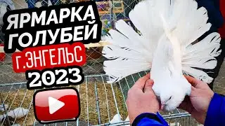 Ярмарка голубей г. Энгельс. Осень 🍂 2023