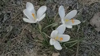 обо все и ни о чем