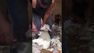 Shearing Sheep: The Scientific and Economic Benefits