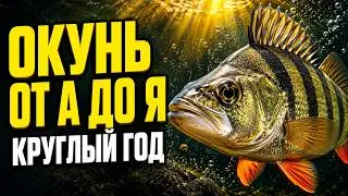 How to catch perch consistently – from the sailor to the humpback