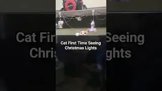 #shorts  🐈 🎄Cat First Time Seeing Christmas Lights #funny #sillycat 😺🎄