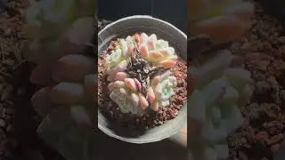 Easy Succulent Care Tips | Grow Healthy Plants with Simple Steps