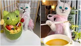 Cooking cat funny cooking, Cocinar gato cocina divertida #4 #cat #catcookingshow #kitten