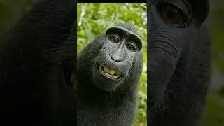 Wild Monkey Spotted On Google Maps 
