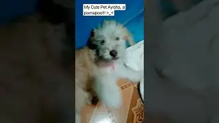 Cute Pomapoo short showcase