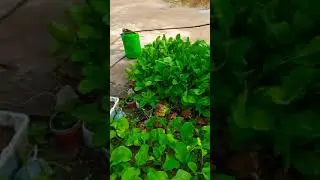 បន្លែធម្មជាតិស្រស់ៗៗ