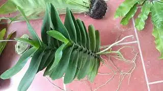 XẢ HÀNG RỪNG ĐẸP ĐANG NỤ 0869311186 || PHONG LAN RỪNG