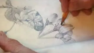 30  ЦВЕТЫ ВИШНИ И ЯБЛОНИ  2 часть