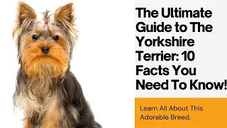 Yorkshire Terrier: Top 10 Facts