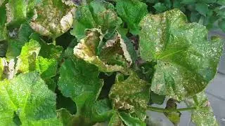 Rust control – promising results. Hollyhocks...