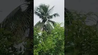 #nature #naturelovers #viralvideo #viralmusic #song #trending