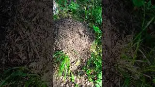 Давно такого не видела.Хорошая экология.В Асбесте. 