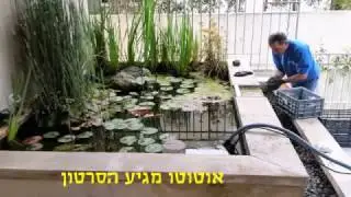 בריכת נוי לפני ואחרי השדרוג