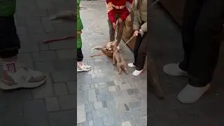Бой Хаски и Питбуля 2 часть 🤯🤯🤯😂😂😂😂