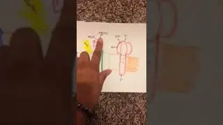 Photosynthesis